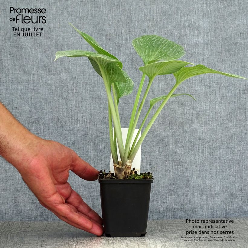 Exemplar von Hosta tardiana Halcyon - Garten-Funkie Kleine Töpfe von 8/9 cm wie im Sommer geliefert