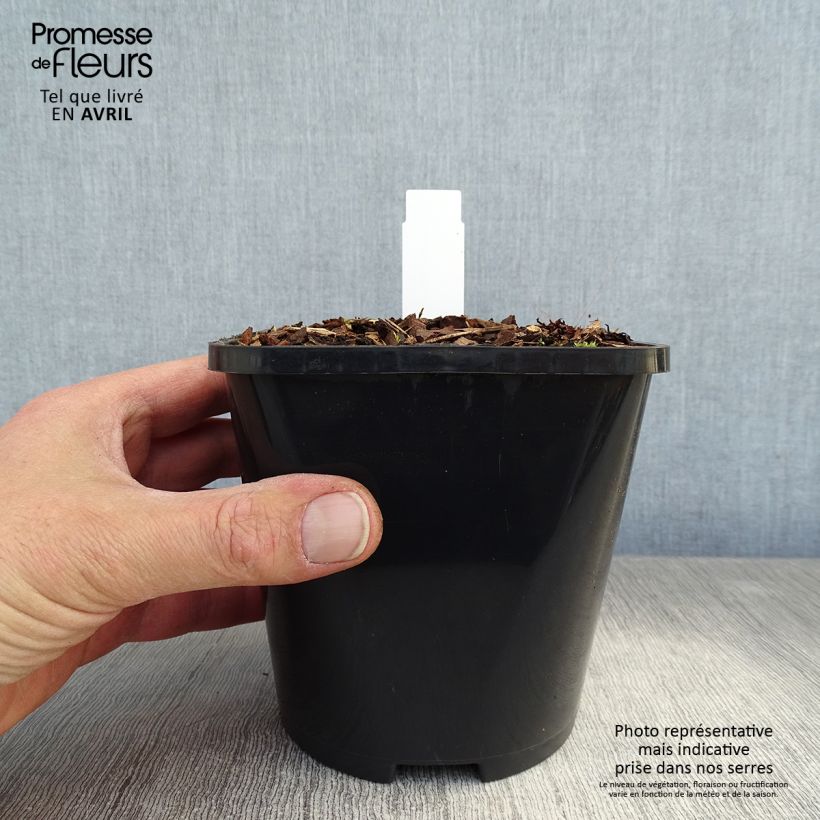Exemplar von Hosta Hans - Garten-Funkie Topf mit 1,5L/2L wie im Frühjahr geliefert