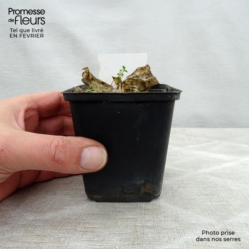 Exemplar von Hosta Herifu - Garten-Funkie Kleine Töpfe von 8/9 cm wie im Winter geliefert