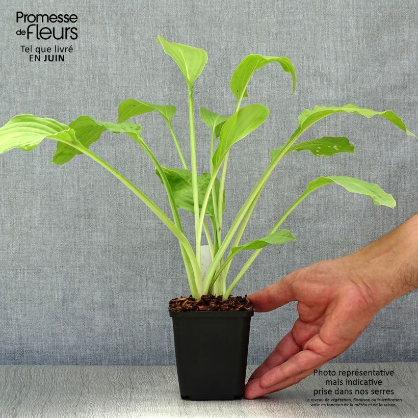 Exemplar von Hosta Honeybells - Garten-Funkie Kleine Töpfe von 8/9 cm wie im Sommer geliefert
