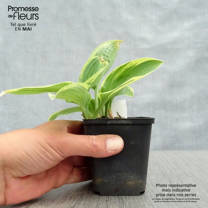 Exemplar von Hosta Honeysong - Garten-Funkie Topf mit 2L/3L wie im Frühjahr geliefert