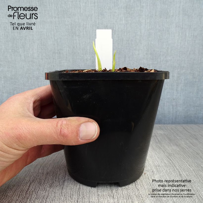 Exemplar von Hosta Hyuga Urajiro - Garten-Funkie Topf mit 1,5L/2L wie im Frühjahr geliefert
