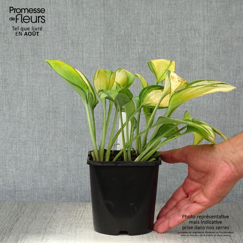 Exemplar von Hosta tardiana June - Garten-Funkie Topf mit 1,5L/2L wie im Sommer geliefert