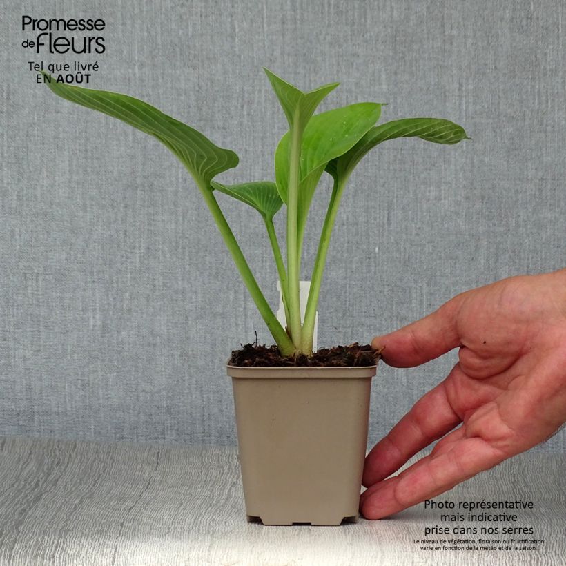 Exemplar von Hosta Jurassic Park - Garten-Funkie Kleine Töpfe von 8/9 cm wie im Sommer geliefert