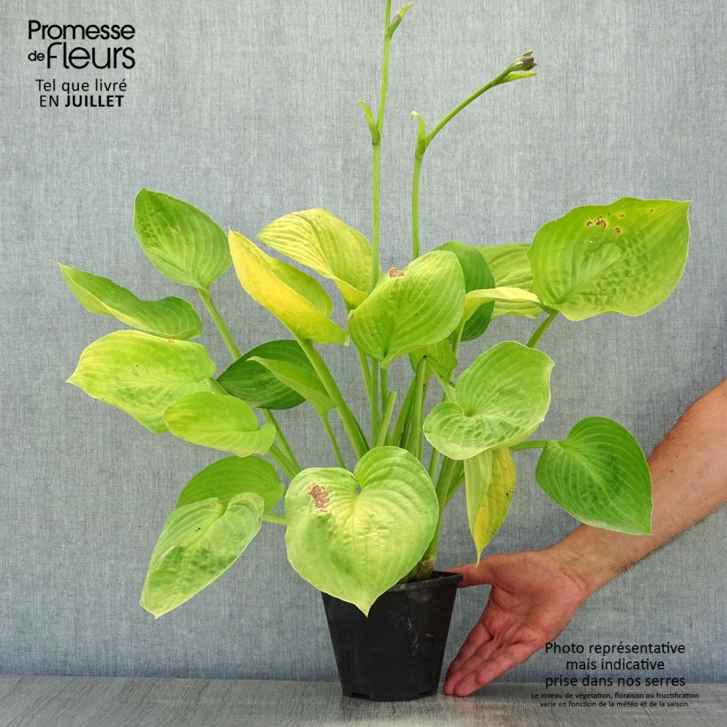 Exemplar von Hosta Ki Ren Jyaku - Garten-Funkie Topf mit 1,5L/2L wie im Sommer geliefert