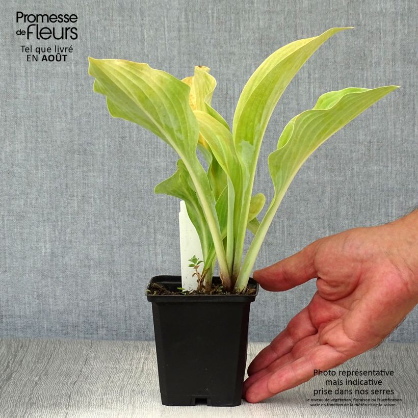 Exemplar von Hosta nigrescens Krossa Regal - Garten-Funkie Kleine Töpfe von 8/9 cm wie im Sommer geliefert