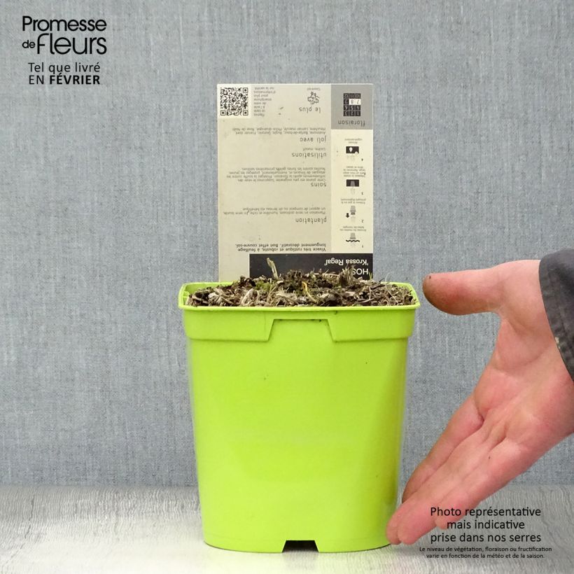 Exemplar von Hosta nigrescens Krossa Regal - Garten-Funkie Topf mit 2L/3L wie im Winter geliefert
