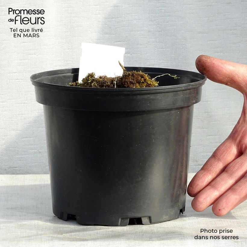 Exemplar von Hosta Mama Mia - Garten-Funkie Topf mit 2L/3L wie im Frühjahr geliefert