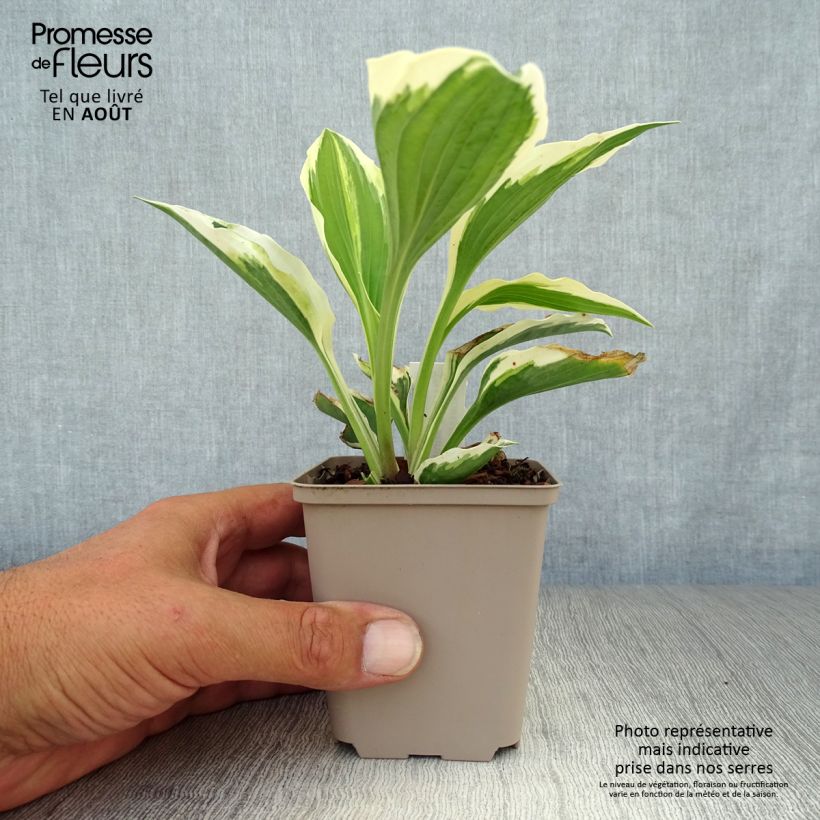 Exemplar von Hosta Minuteman - Garten-Funkie Kleine Töpfe von 8/9 cm wie im Sommer geliefert