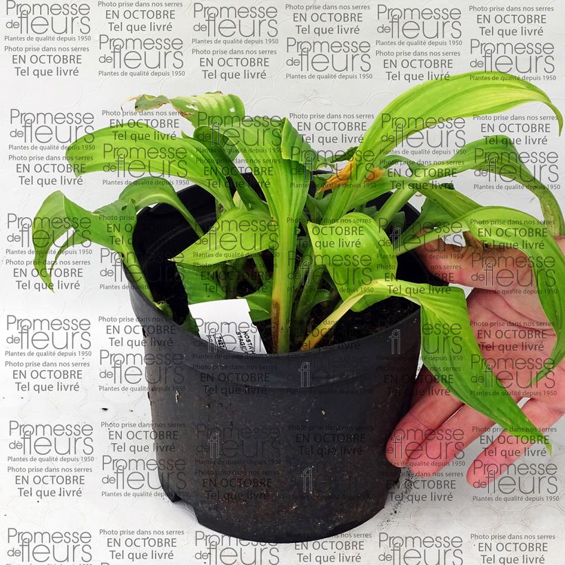 Beispiel eines Exemplars von Hosta On Stage - Garten-Funkie Topf mit 2L/3L wie geliefert
