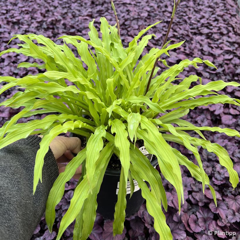 Hosta Party Streamers - Funkie (Laub)