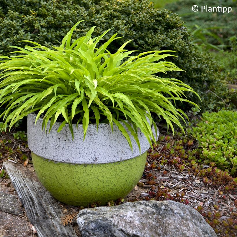 Hosta Party Streamers - Funkie (Hafen)