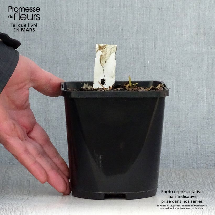 Exemplar von Hosta Paul Revere - Garten-Funkie Topf mit 1,5L/2L wie im Frühjahr geliefert