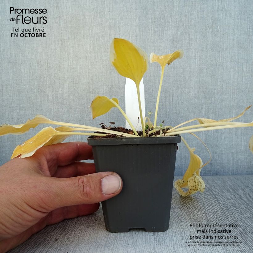 Exemplar von Hosta Pilgrim - Garten-Funkie Kleine Töpfe von 8/9 cm wie im Herbst geliefert