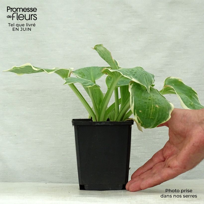 Exemplar von Hosta Pizzazz - Garten-Funkie Kleine Töpfe von 8/9 cm wie im Sommer geliefert