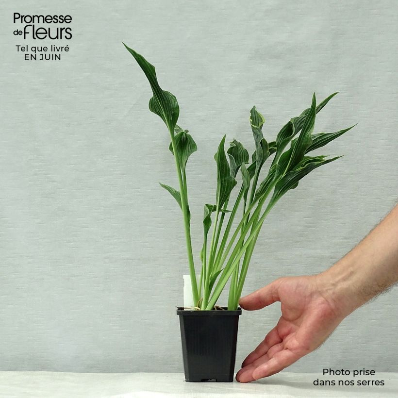 Exemplar von Hosta Praying Hands - Garten-Funkie Kleine Töpfe von 8/9 cm wie im Sommer geliefert