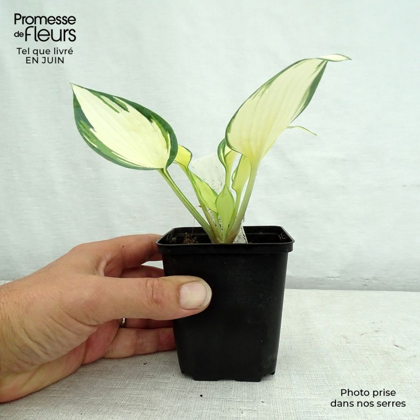 Exemplar von Hosta Remember Me - Garten-Funkie Kleine Töpfe von 8/9 cm wie im Sommer geliefert
