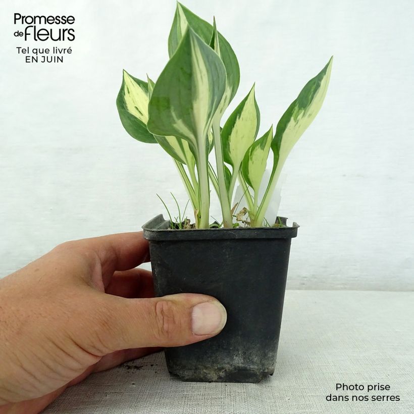 Exemplar von Hosta Revolution - Garten-Funkie Kleine Töpfe von 8/9 cm wie im Sommer geliefert