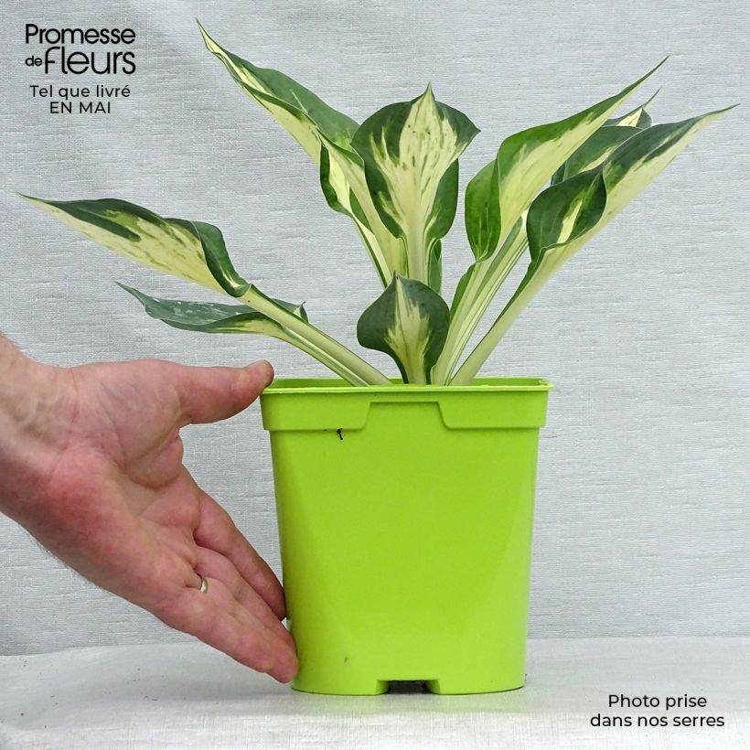 Exemplar von Hosta Revolution - Garten-Funkie Topf mit 2L/3L wie im Frühjahr geliefert