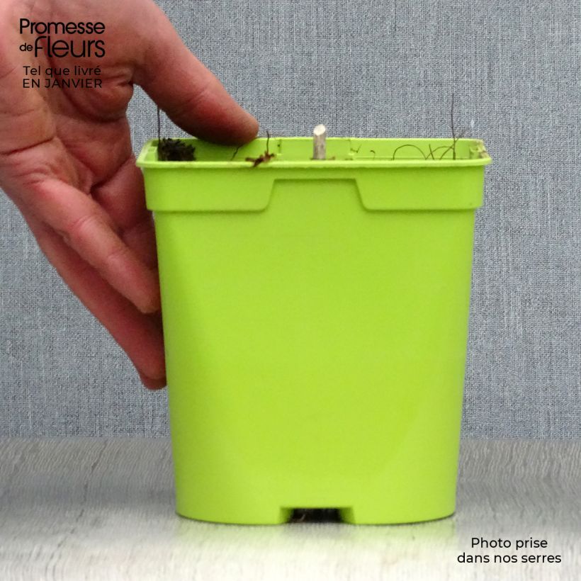 Exemplar von Hosta Revolution - Garten-Funkie Topf mit 2L/3L wie im Winter geliefert