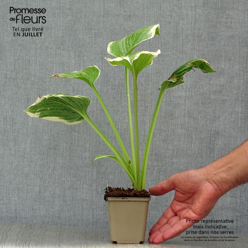 Exemplar von Hosta Robert Frost - Garten-Funkie Kleine Töpfe von 8/9 cm wie im Sommer geliefert