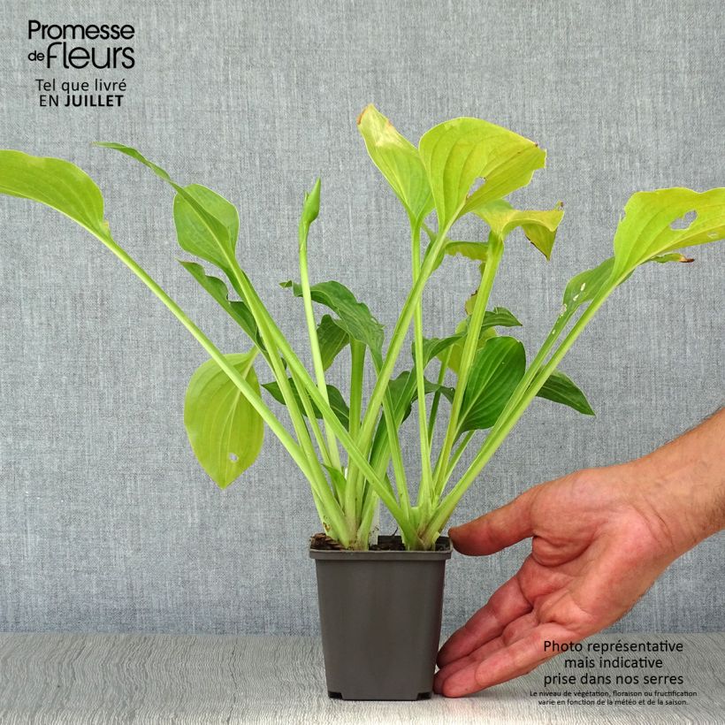 Exemplar von Hosta Royal Standard - Garten-Funkie Kleine Töpfe von 8/9 cm wie im Sommer geliefert