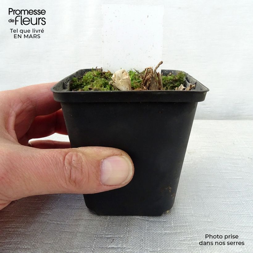 Exemplar von Hosta Saint Paul - Garten-Funkie Kleine Töpfe von 8/9 cm wie im Frühjahr geliefert