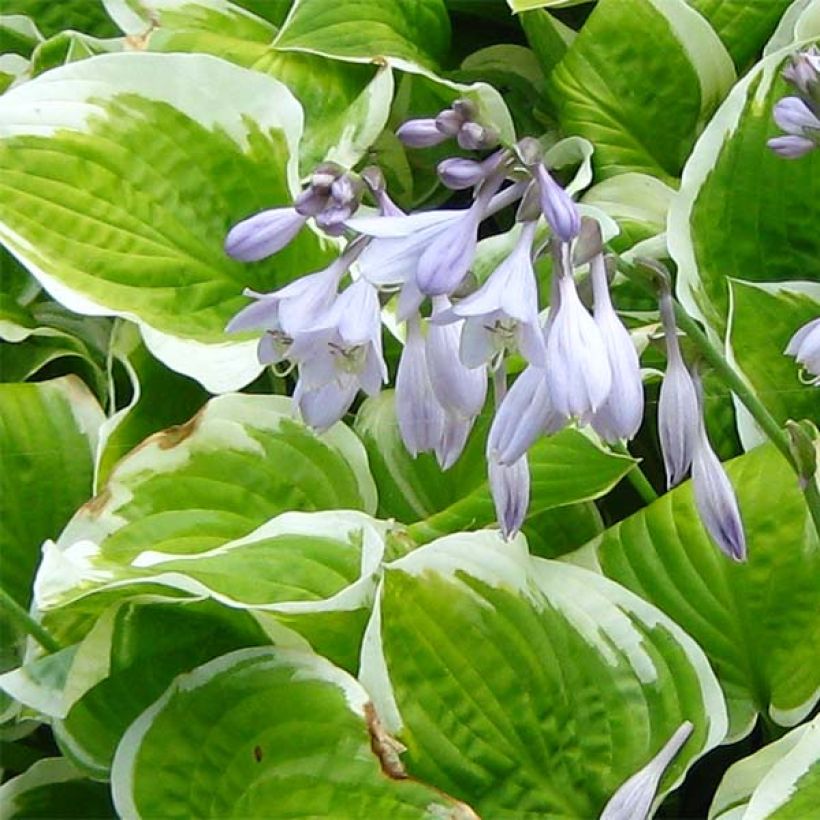 Hosta Shade Fanfare - Garten-Funkie (Blüte)