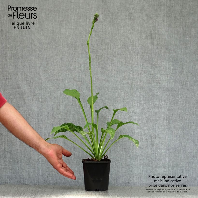 Exemplar von Hosta Siberian Tiger - Garten-Funkie Topf mit 1,5L/2L wie im Sommer geliefert