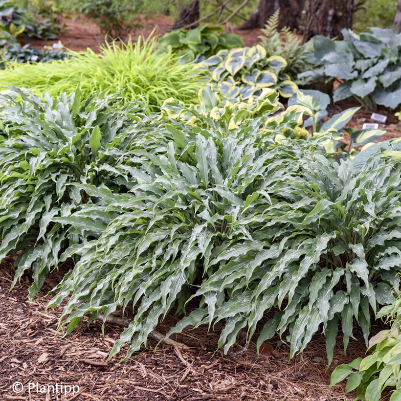 Hosta Silly String - Funkie (Hafen)