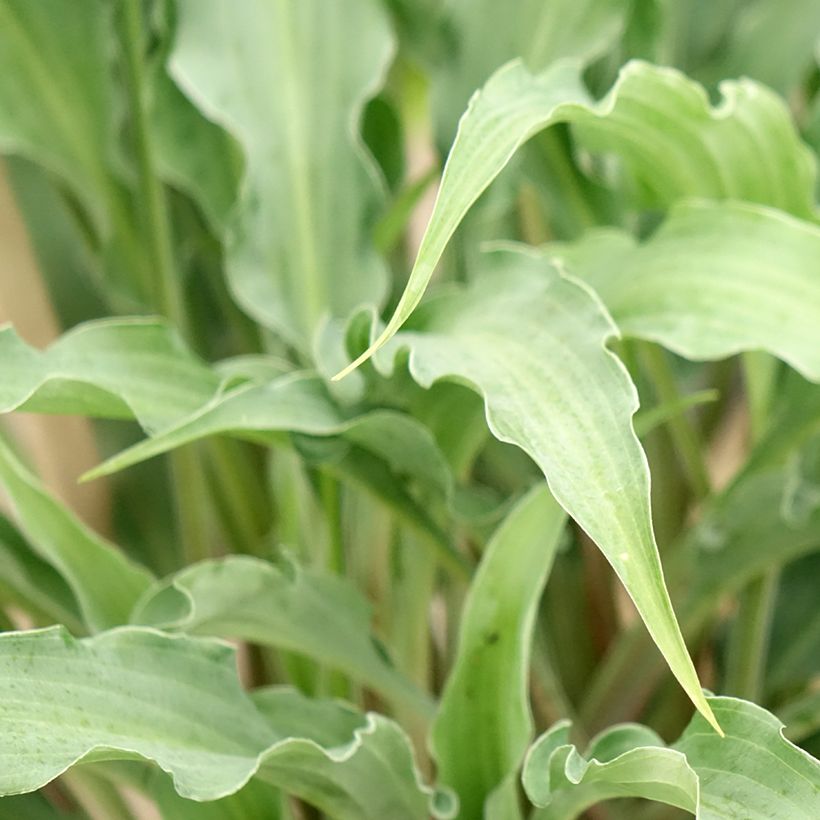 Hosta Silly String - Funkie (Laub)