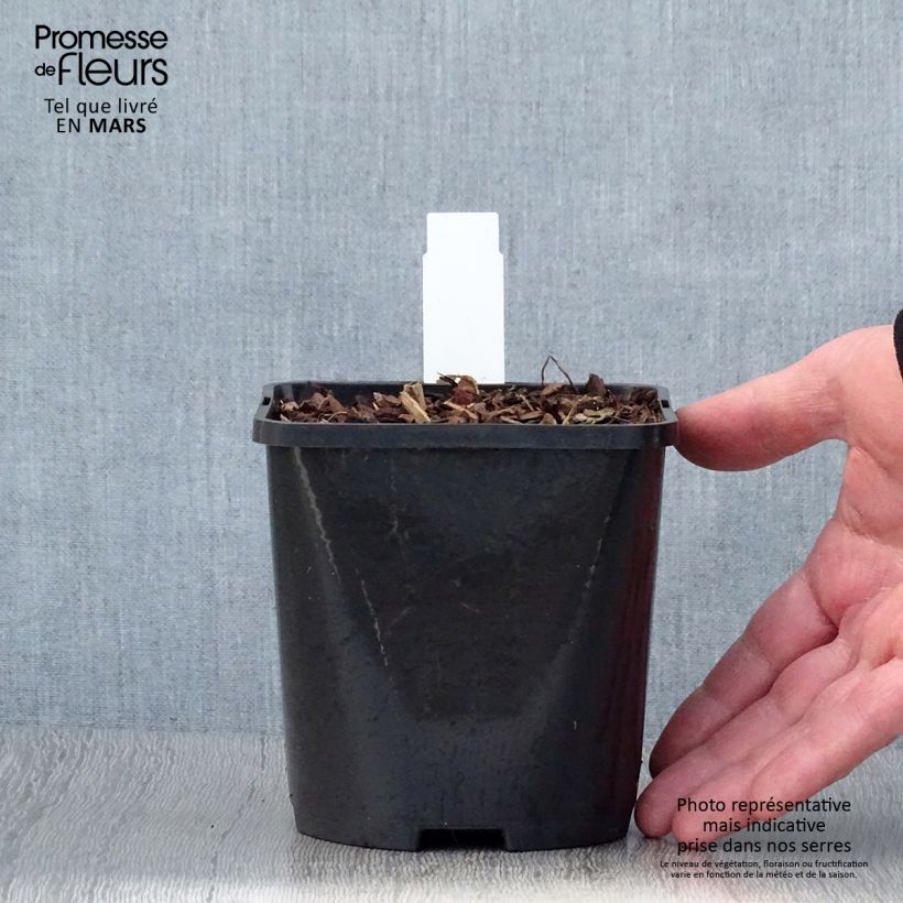 Exemplar von Hosta Snake Eyes - Garten-Funkie Topf mit 1,5L/2L wie im Frühjahr geliefert