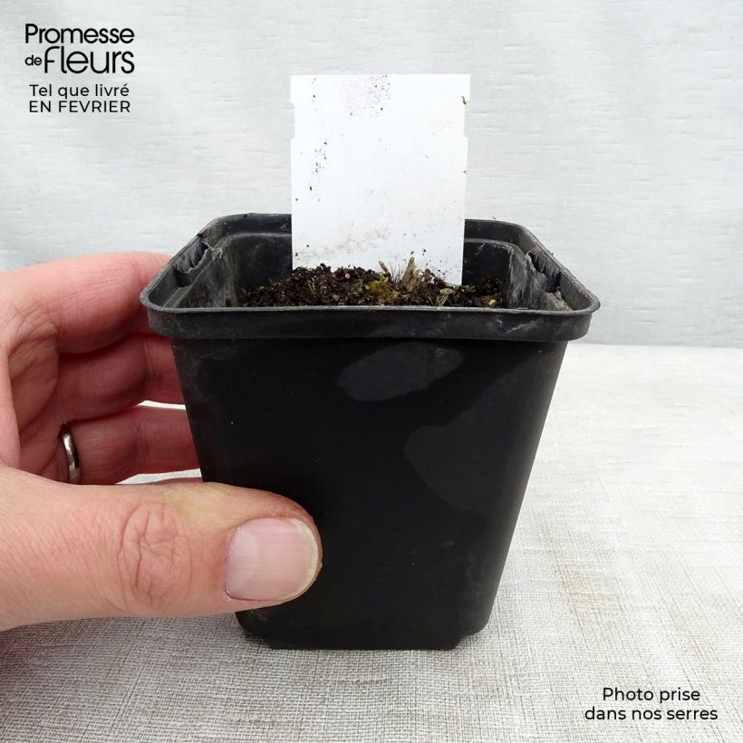 Exemplar von Hosta Sugar Daddy - Garten-Funkie Kleine Töpfe von 8/9 cm wie im Winter geliefert