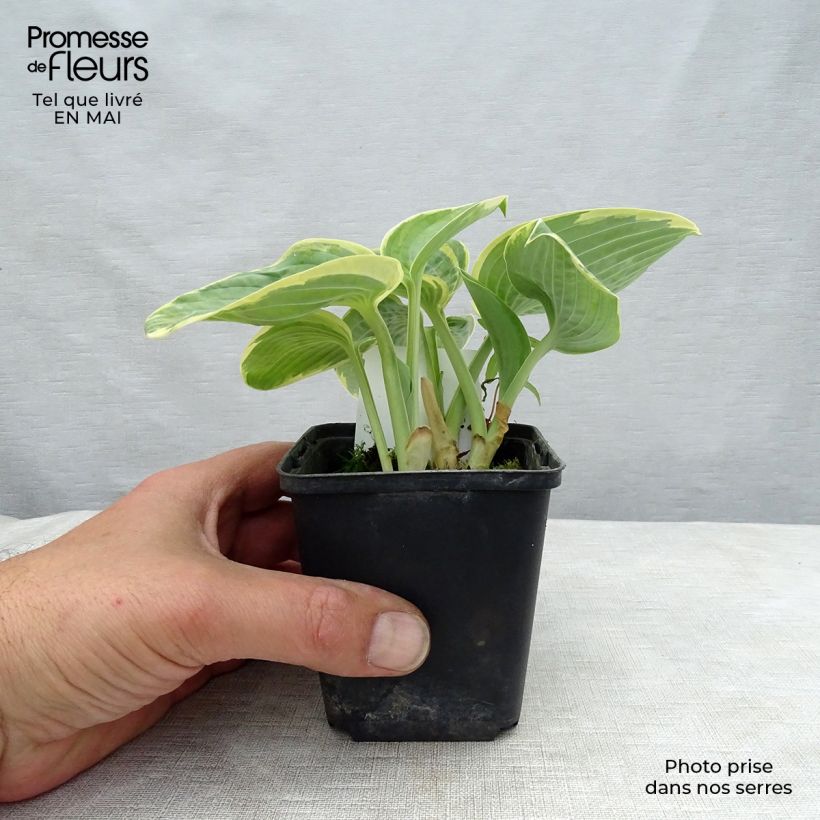 Exemplar von Hosta Sugar Daddy - Garten-Funkie Kleine Töpfe von 8/9 cm wie im Frühjahr geliefert
