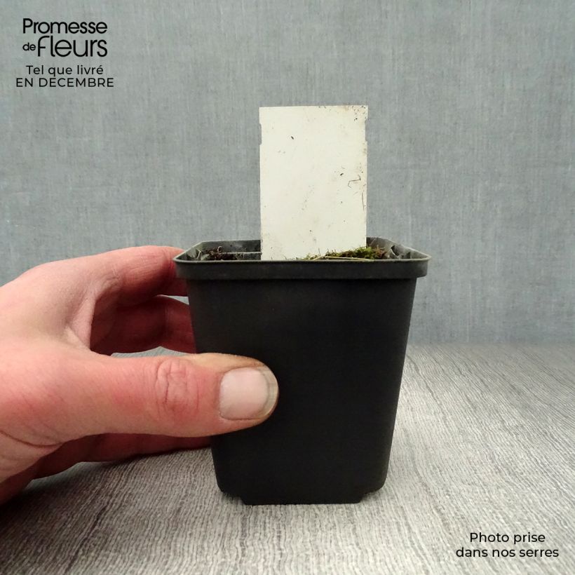Exemplar von Hosta Tall Boy - Garten-Funkie Kleine Töpfe von 8/9 cm wie im Winter geliefert