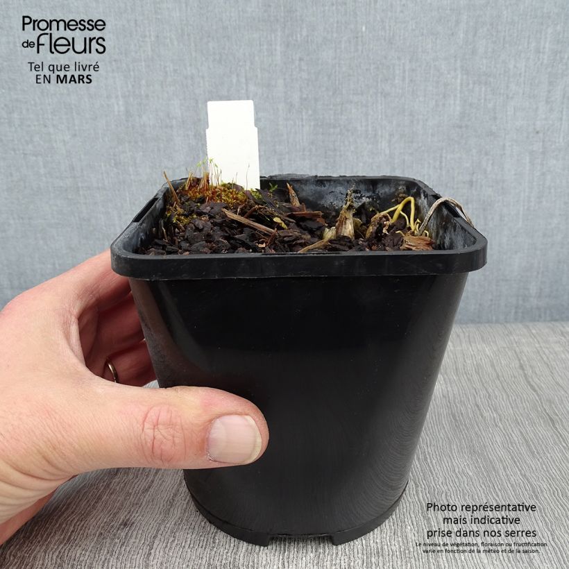 Exemplar von Hosta The Queen - Garten-Funkie Topf mit 1,5L/2L wie im Winter geliefert