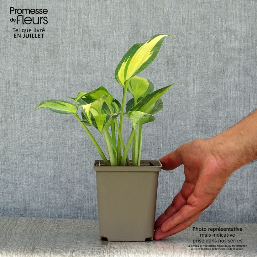 Exemplar von Hosta Touch Of Class - Garten-Funkie Kleine Töpfe von 8/9 cm wie im Sommer geliefert