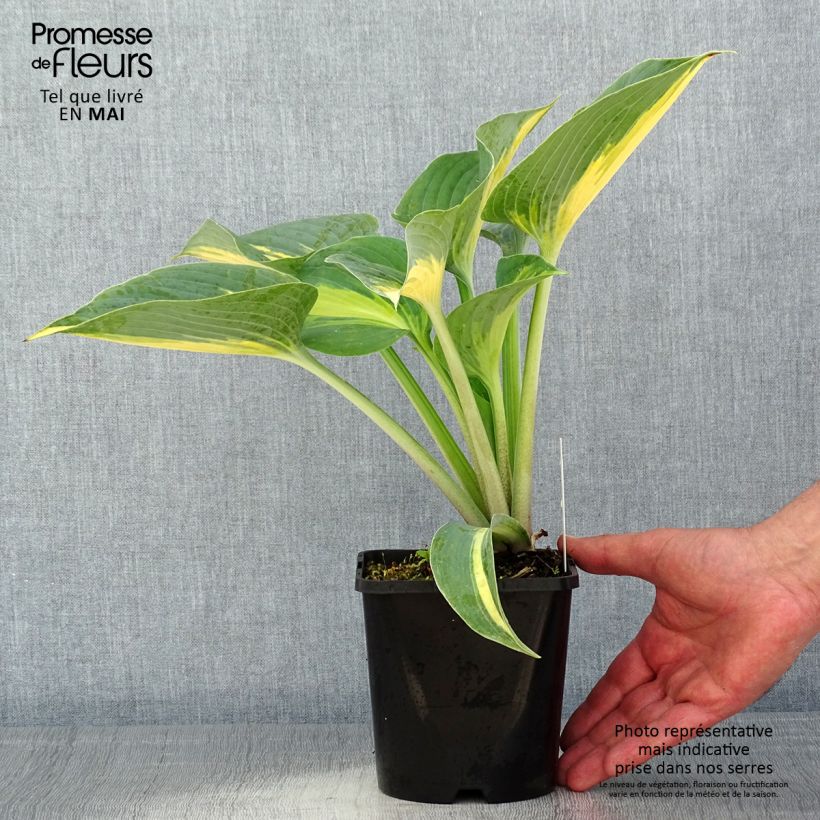 Exemplar von Hosta Touch Of Class - Garten-Funkie Topf mit 1,5L/2L wie im Frühjahr geliefert
