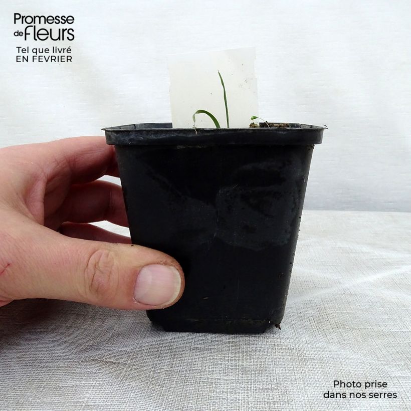 Exemplar von Hosta True Blue - Garten-Funkie Kleine Töpfe von 8/9 cm wie im Winter geliefert