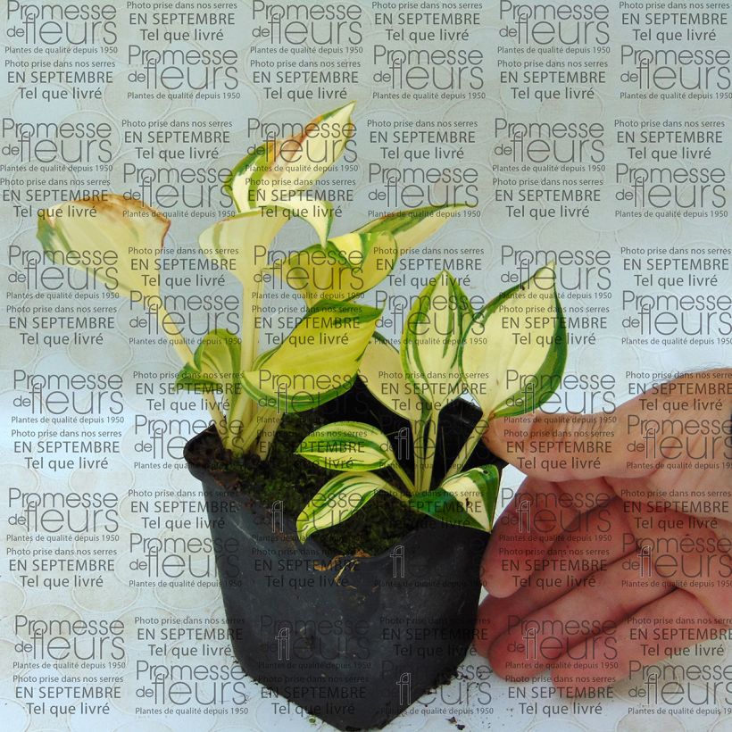 Beispiel eines Exemplars von Hosta Warwick Delight - Garten-Funkie Kleine Töpfe von 8/9 cm wie geliefert