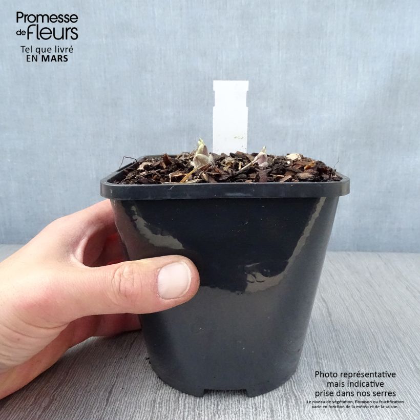 Exemplar von Hosta Wheee! - Garten-Funkie Topf mit 1,5L/2L wie im Frühjahr geliefert
