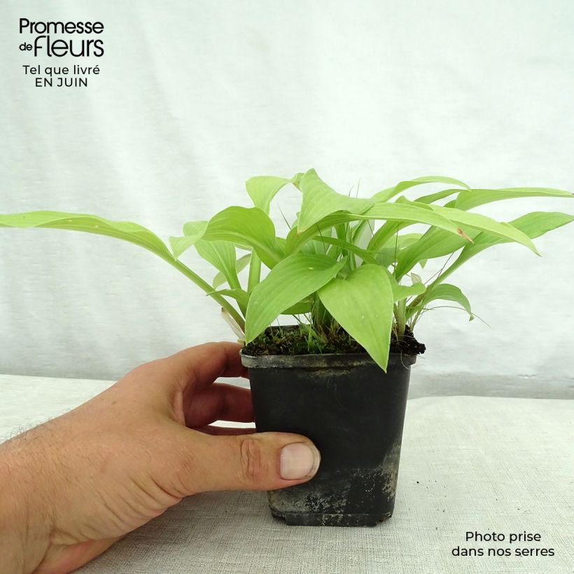 Exemplar von Hosta White Trumpets - Garten-Funkie Kleine Töpfe von 8/9 cm wie im Sommer geliefert