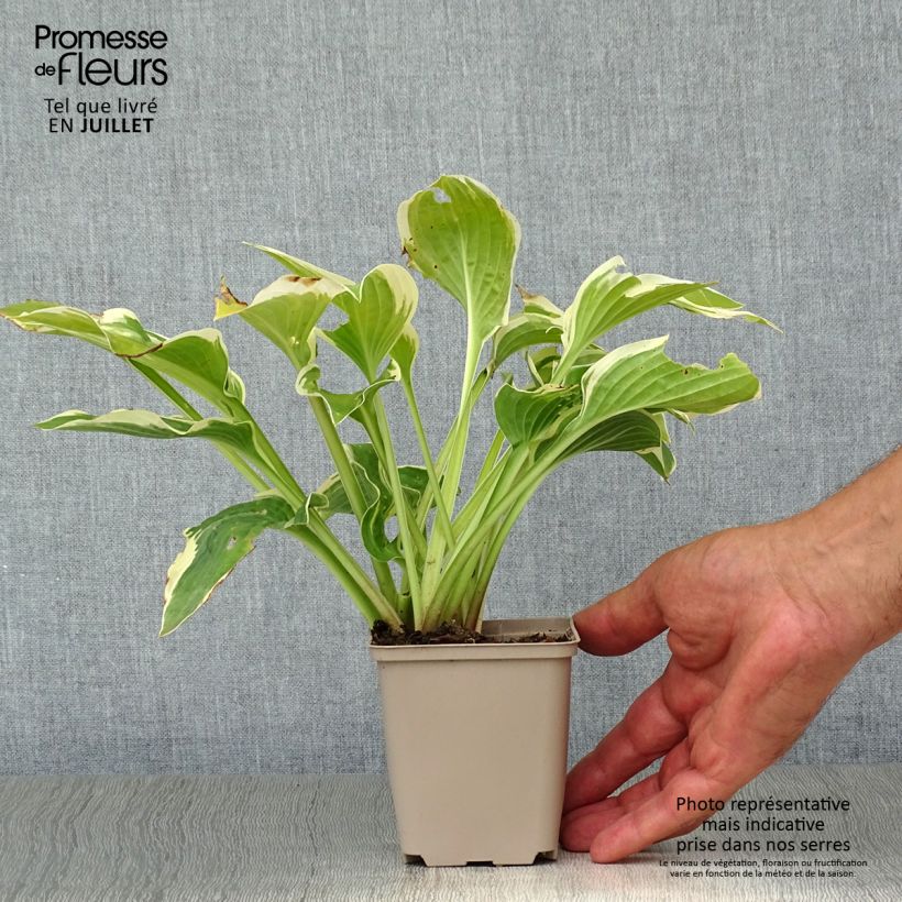 Exemplar von Hosta Wide Brim - Garten-Funkie Kleine Töpfe von 8/9 cm wie im Sommer geliefert
