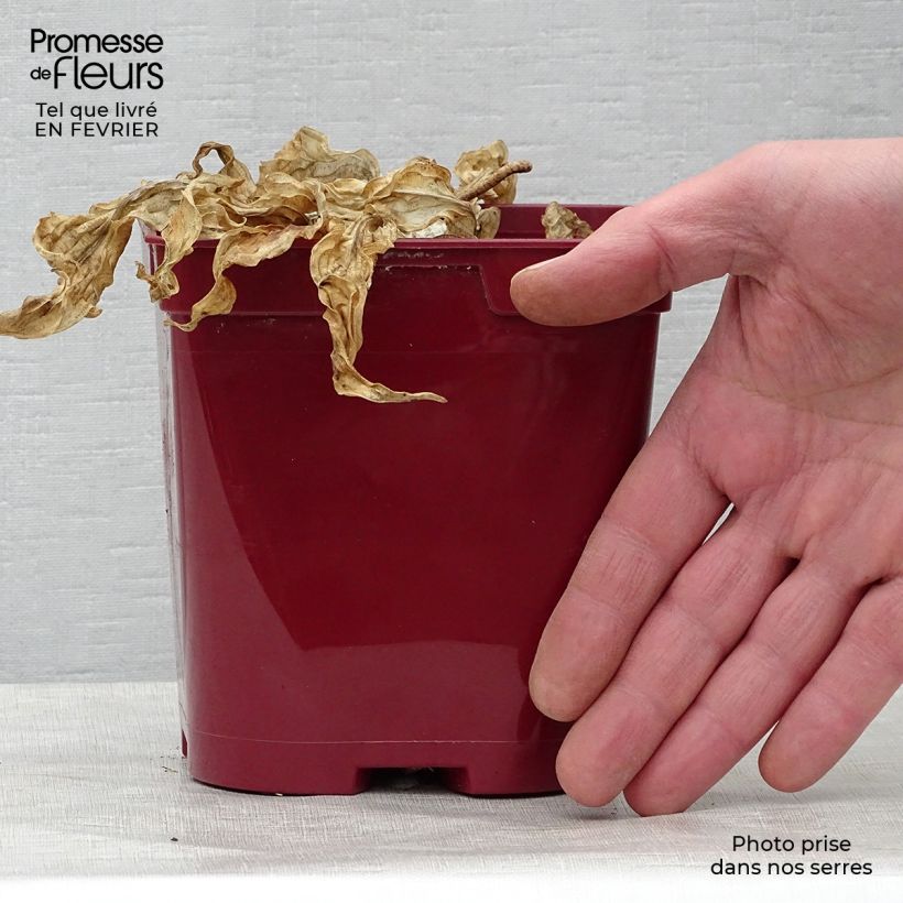 Exemplar von Hosta fire Island - Garten-Funkie Topf mit 2L/3L wie im Winter geliefert
