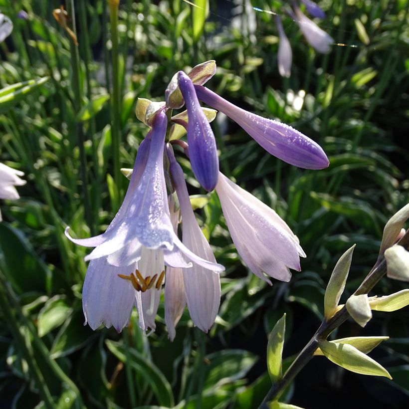 Hosta fortunei Francee - Garten-Funkie (Blüte)