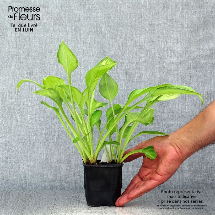 Exemplar von Hosta fortunei Gold Standard - Garten-Funkie Kleine Töpfe von 8/9 cm wie im Sommer geliefert