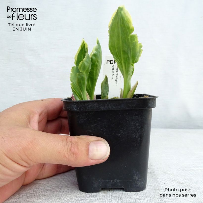 Exemplar von Hosta fortunei Twilight - Garten-Funkie Kleine Töpfe von 8/9 cm wie im Sommer geliefert