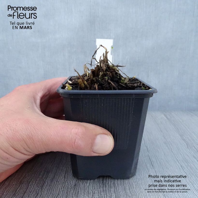 Exemplar von Hosta plantaginea var. japonica - Garten-Funkie Kleine Töpfe von 8/9 cm wie im Frühjahr geliefert