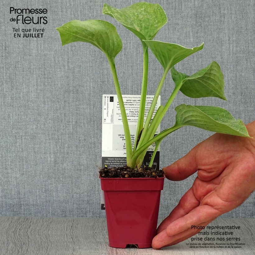 Exemplar von Hosta sieboldiana elegans - Garten-Funkie Kleine Töpfe von 8/9 cm wie im Sommer geliefert