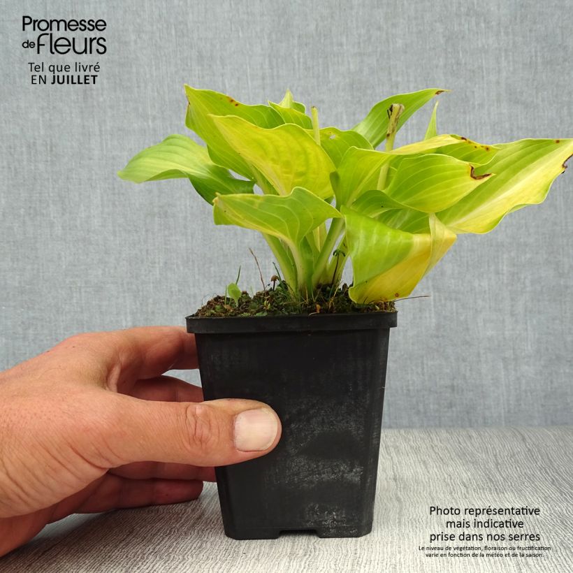 Exemplar von Hosta undulata Mediovariegata - Garten-Funkie Kleine Töpfe von 8/9 cm wie im Sommer geliefert